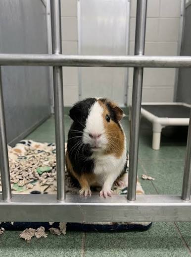 indoor guinea pigs