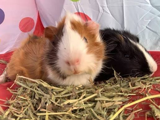 rabbits and guinea pigs need shad